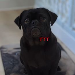 Pepper - Pug