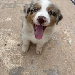 Australian Shepherd and Miniature Australian Shepherd Puppies from Wiggle Creek Aussies