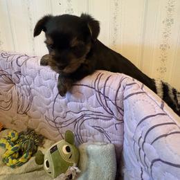 Billy - Black and tan male Yorkshire Terrier puppy in Lamar, Missouri from RJ’S Classy Yorkies