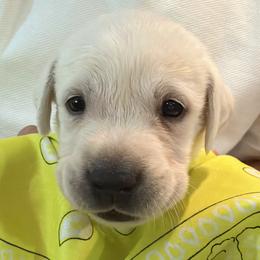 Boy 2 - male Labrador Retriever puppy in Palm Beach County, Florida from Robin's Labrador Retrievers