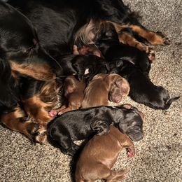 Dachshunds from Stuart Dachshunds