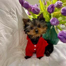 Boy 2 - Black and tan male Yorkshire Terrier puppy in Seattle, Washington from 🎀 Yorkies Boutique Babydolls 🎀