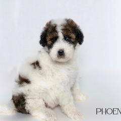 Phoenix - Parti Double Doodle puppy in Houston, Texas from Texas Castle Doodles
