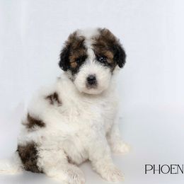 Phoenix - Parti Double Doodle puppy in Houston, Texas from Texas Castle Doodles