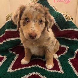 Partner Home Wanted - Red merle female Australian Shepherd puppy in Roy, Utah from Sage House Pups