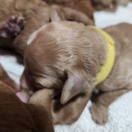Yellow collar (Ivy) - Apricot female Poodle puppy in Stephentown, New York from Creme de la Poodle, standard poodles