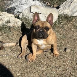 Bella - French Bulldog