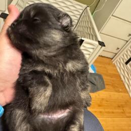 Cinder - Black and tan male Pomeranian puppy in North Port, Florida from POMRITA POM’S