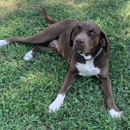 Panda - Catahoula Leopard Dog