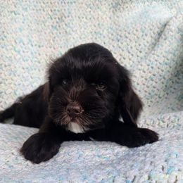 Sally - Chocolate female Australian Labradoodle puppy in Ocala, Florida from Vinton Valley Australian Labradoodles