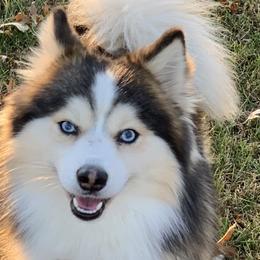 Pomskies from Happy Hills Kennels