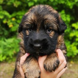 Fly - Sable female German Shepherd puppy in White Cloud, Michigan from Von WestLynn German Shepherds