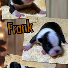 Frank - Black and white male Boston Terrier puppy in Brazos Point, Texas from TX Southern Belle Boston Terriers