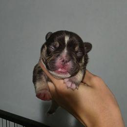 Female 3 - Tricolors female French Bulldog puppy in Warsaw, New York from Hillview Kennels