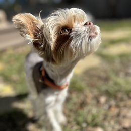 Cricket - Yorkshire Terrier