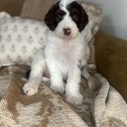 Humphrey - Chocolate male Assorted Doodle Crosses puppy in West Monroe, Louisiana from Southern Haven Doodles