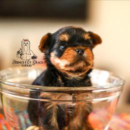 Yorkshire Terrier Puppies from Essence of Grace Yorkies