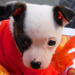 Chihuahuas from L & L Happy Puppies