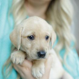 Skye - Yellow female Labrador Retriever puppy in Allons, Tennessee from UC Labradors LLC