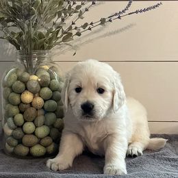 Dark Blue collar - Golden Retriever puppy in Foreman, Arkansas from Indy's Goldens