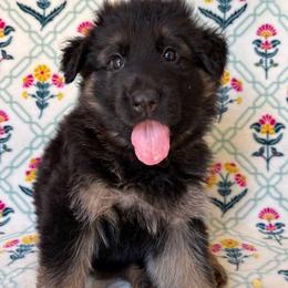 7up - Black and red female German Shepherd puppy in Coplay, Pennsylvania from By My Side Germans Shepherds & Dobermans