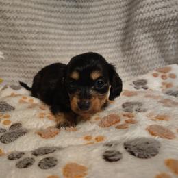 Kenya - Red female Dachshund puppy in Hudson, Michigan from Mittentail Kennel Miniature Dachshunds & Australian Shepherds