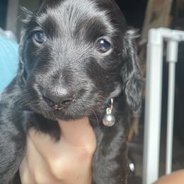 Dachshund Puppies from Desert Dachshunds