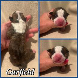 Garfield - Black brindle male American Staffordshire Terrier puppy in Marietta, Georgia from Ambition Amstaffs