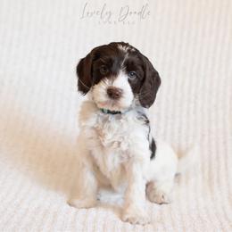 Aqua Collar Girl - Chocolate female Australian Labradoodle puppy in Thousand Oaks, California from Lovely Doodle Lane