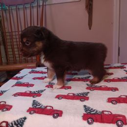 Australian Shepherd Puppies from Van Huitt Australian Shepherds