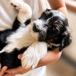 Nirvana - Tri-color female Bernedoodle puppy in Little Rock, Arkansas from Darlin’s Doodles