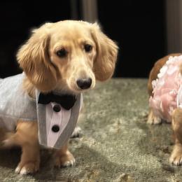 Dachshunds from Lake Forest Cream Dachshunds