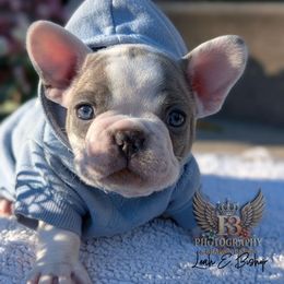 Boone - Brindle and white male French Bulldog puppy in Delafield, Wisconsin from Bishop Bullyz