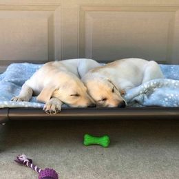 Labrador Retriever Puppies from Harvest Moon Farm