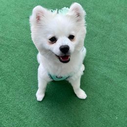 Sugar - Pomeranian