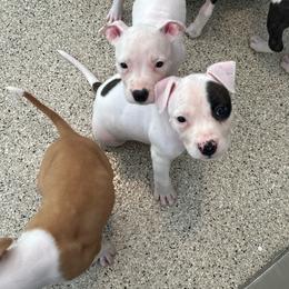 Paisley - White female American Staffordshire Terrier puppy in Indianapolis, Indiana from Bellastaff