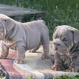 Bulldog and Olde English Bulldogge Puppies from Little Bit of Heaven Kennel