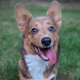 Penny - Pembroke Welsh Corgi
