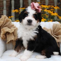 Lucy - Tri-color female Bernedoodle puppy in Perrysville, Ohio from Pleasant Valley Bernedoodles