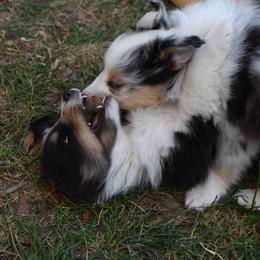 Shetland Sheepdog Puppies from Kochar Shelties