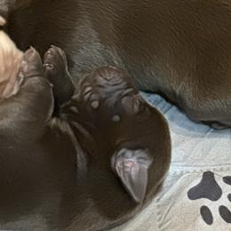 Cypress - Chocolate male Labrador Retriever puppy in Bandera, Texas from The Sugar & Spice Ranch Labrador Retrievers