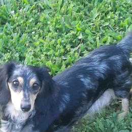 Opal - Dachshund