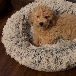 Boy 1 - Apricot male Assorted Doodle Crosses puppy in Mt Pleasant, Texas from Hippdoodranch