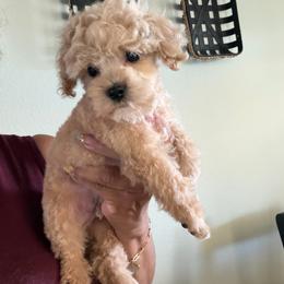 Sir Angel - Apricot male Maltipoo puppy in Southern,, California from Maltipoo Tiny Pups & More