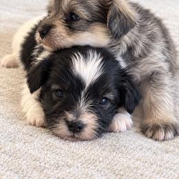 Miniature Schnauzer puppies from Shannon's Miniature Schnauzers