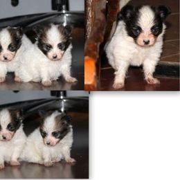 French Bulldog and Papillon Puppies from Katies Frenchies
