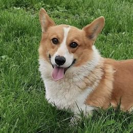 Pembroke Welsh Corgis from Pistol Creek Corgi's