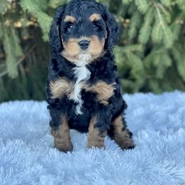 Bernedoodle and Goldendoodle Puppies from Farmland Doodles