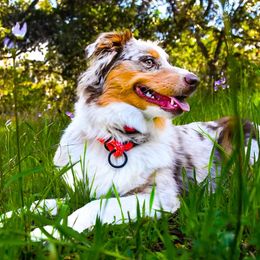 Abby - Miniature American Shepherd