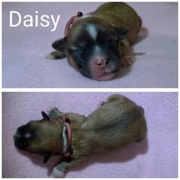 Daisy - Red gold female Lhasa Apso puppy in Cincinnati, Ohio from Shangri-La Lhasa Apsos
